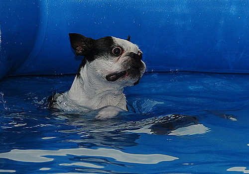 带狗狗游泳需要注意些什么