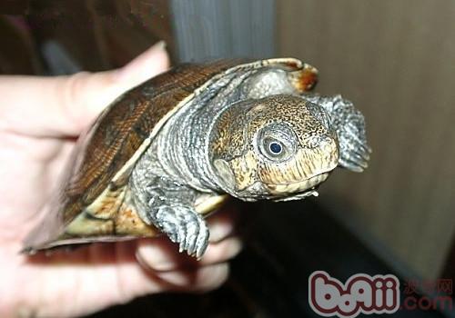 马达加斯加大头侧颈龟的饲养要点
