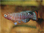 羅氏琴尾魚的外形特點