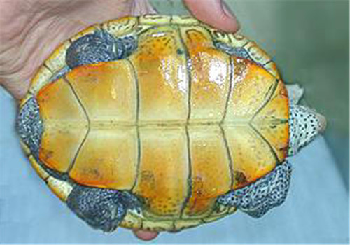 密西西比钻纹龟的品种简介