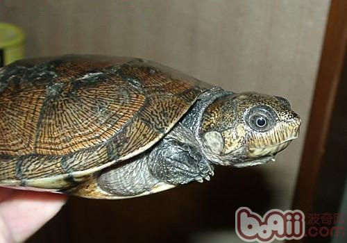 马达加斯加大头侧颈龟的品种简介