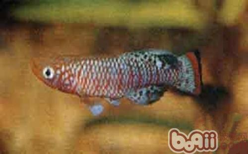羅氏琴尾魚的外形特點