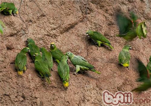 黄冠亚马逊鹦鹉的品种简介
