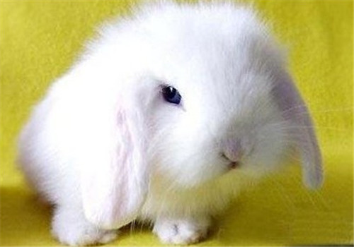 長毛寵物兔如何度過夏天？