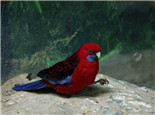 红色吸蜜鹦鹉的形态特征