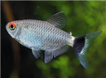 銀屏燈魚的外形特點
