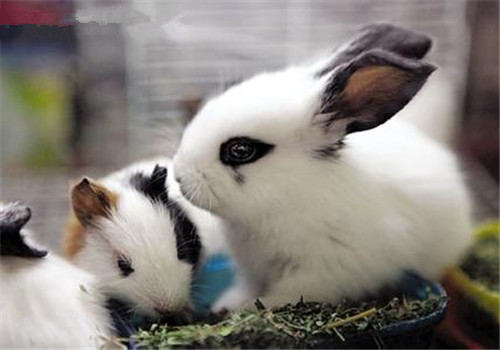 如何让两只宠物兔和平共处