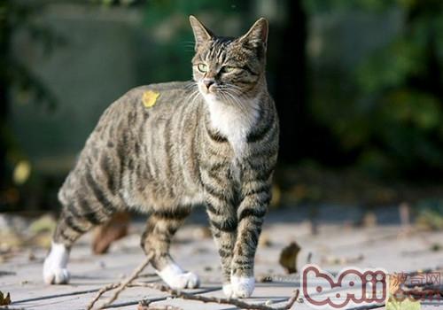 公猫和母猫的区别|成猫饲养-波奇网百科大全