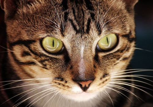 猫咪吃老鼠是因为眼睛的需要