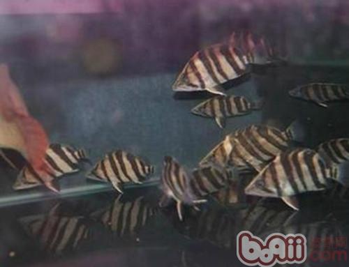 印尼虎鱼的饲养环境