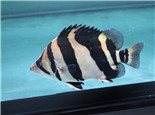 印尼虎魚的外形特點