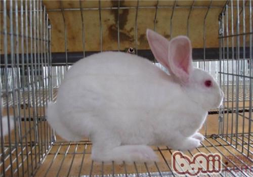 疯狂动物园_动物园增加经济收入(3)