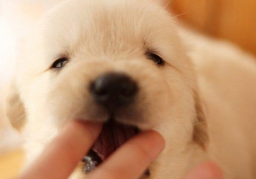为什么小狗喜欢咬手