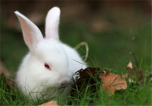 宠物兔降暑小妙招