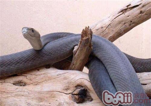 黑曼巴蛇的棲息環境