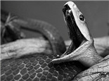 黑曼巴蛇的形态特征