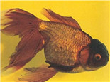 棕色高頭翻鰓金魚的品種簡介