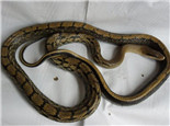 黑眉锦蛇的形态特征