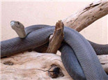 黑曼巴蛇的栖息环境
