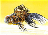 棕色高头翻鳃金鱼的外形特点