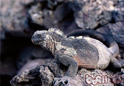 海鬣蜥的生活习性