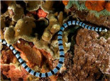 灰蓝扁尾海蛇的栖息环境