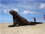 海鬣蜥的品種簡介