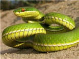 翠青蛇的外形特點