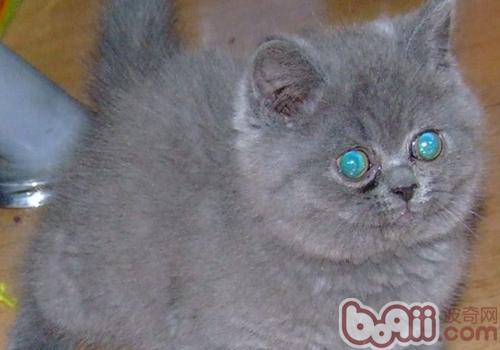 如何正確地教育貓咪