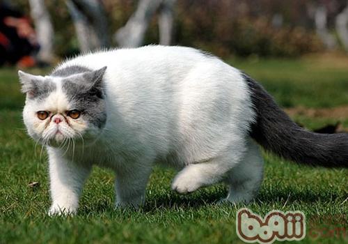 如何正確地訓練貓咪