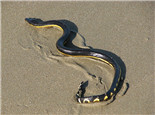 长吻海蛇的品种简介