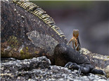 海鬣蜥的飼養知識
