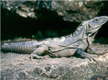 刺尾鬣蜥的外形特点