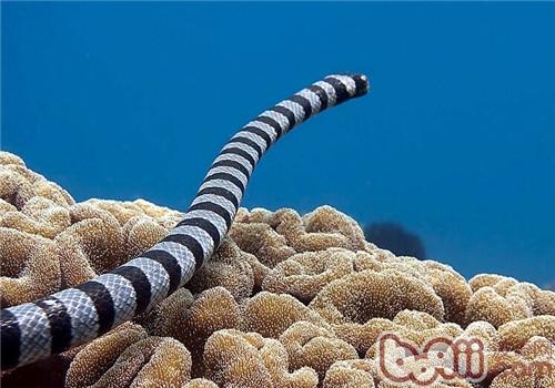 灰蓝扁尾海蛇的品种简介