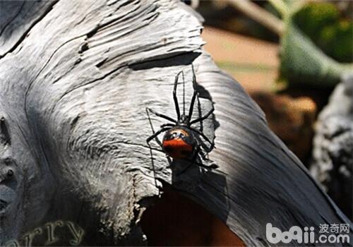 红斑寇蛛的形态特征
