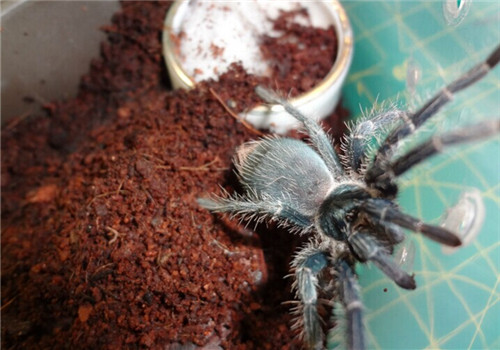 海地咖啡食鸟蜘蛛的形态特征