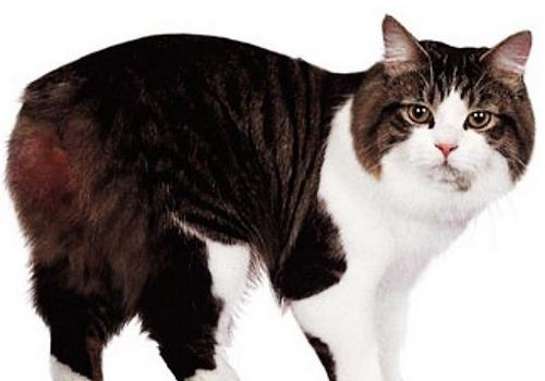 如何替猫咪减肥