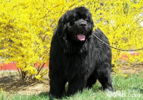 狗狗需要经常喂东西吗 狗狗需要经常喂东西吗