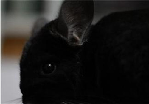 純黑龍貓的外形特點