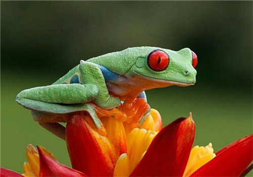 紅眼樹蛙的飼養知識