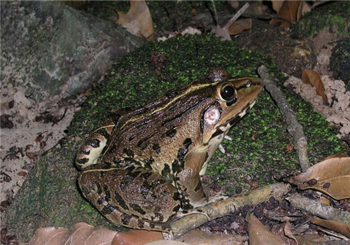 虎纹蛙的形态特征