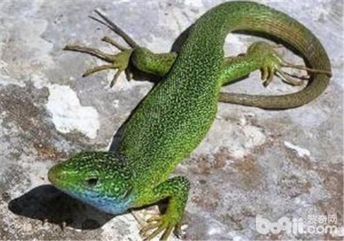 翠綠蜥的品種簡介