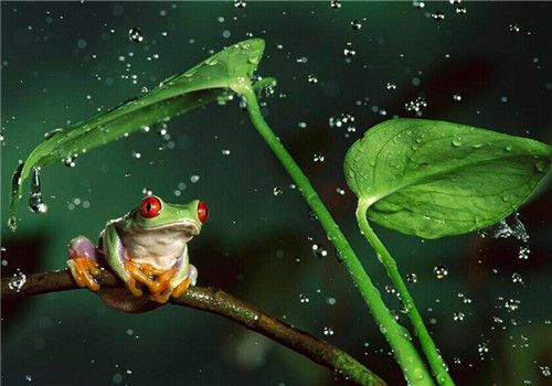 红眼树蛙的生活环境