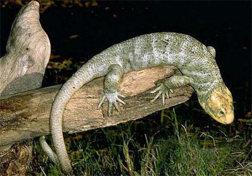 刺背鳄蜥的品种简介