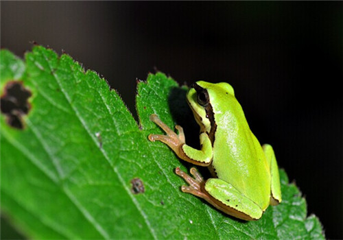 華西雨蛙的生活環境
