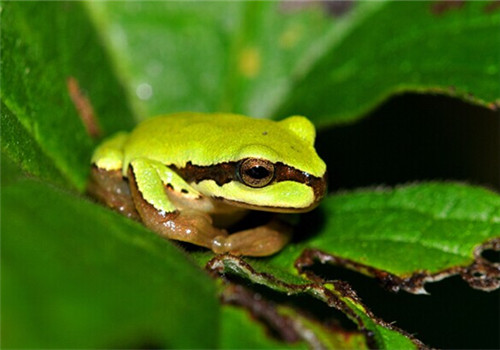 华西雨蛙的形态特征