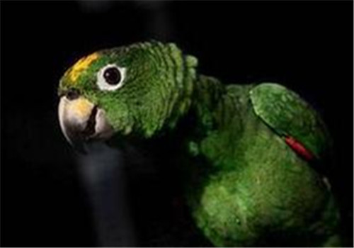 帝王亚马逊鹦鹉的品种简介