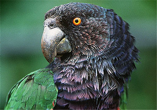 帝王亚马逊鹦鹉的饲养环境
