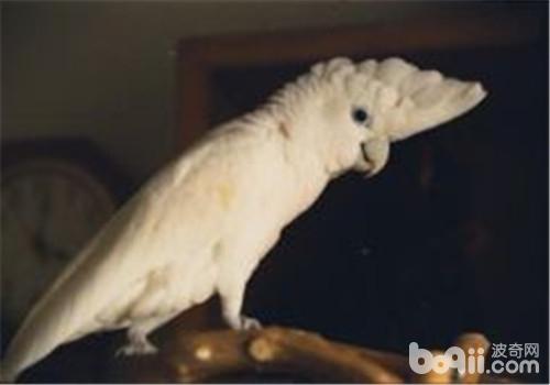 杜可波氏凤头鹦鹉的饲养环境