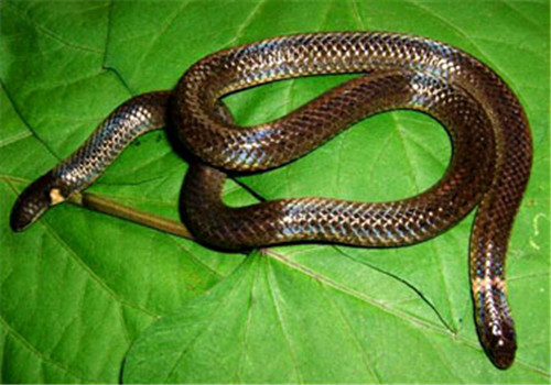 钝尾两头蛇的外形特点